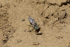 Bembix americana comata