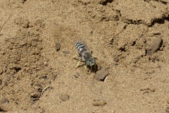 Bembix americana comata