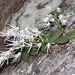 Dendrobium linguiforme - Photo (c) eyeweed, algunos derechos reservados (CC BY-NC-ND)