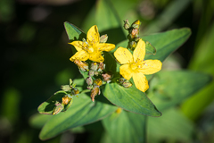 Hypericum erectum
