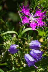 Adenophora triphylla