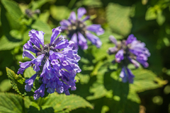 Nepeta subsessilis