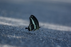 Papilio gigon
