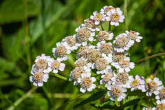 Achillea alpina