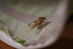 Goniops chrysocoma