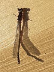 Coenagrion resolutum