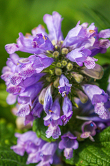 Nepeta subsessilis