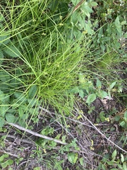 Carex molesta
