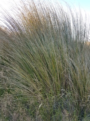 Chionochloa rubra