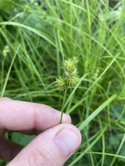 Carex molesta