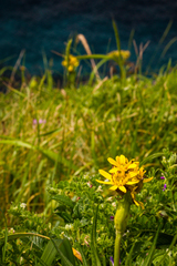 Ligularia hodgsonii