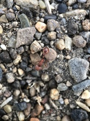 Pogonomyrmex occidentalis