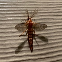Phengodes plumosa
