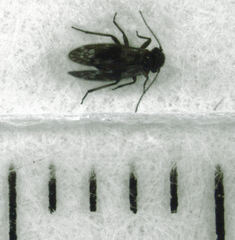Pseudocaeciliidae