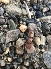 Pogonomyrmex occidentalis