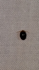 Sacodes thoracica
