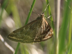 Loxostege sticticalis