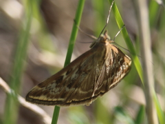 Loxostege sticticalis