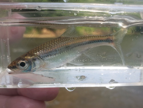 Bigeye shiner (Notropis boops) — Cyprinidae — 5