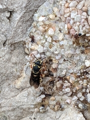 Dianthidium texanum
