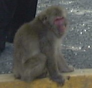 Macaca fuscata