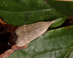 Dichomeris punctidiscellus