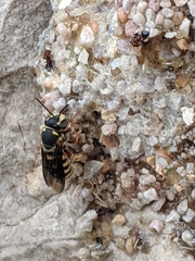 Dianthidium texanum