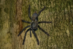 Ornithoctoninae