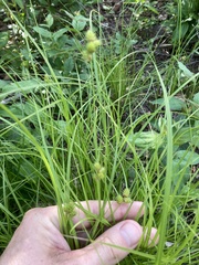 Carex molesta