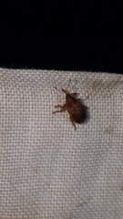 Lignyodes bischoffi