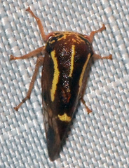 Ophiderma flava