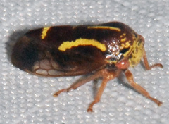 Ophiderma flava
