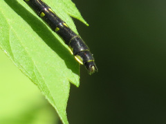 Hylogomphus adelphus