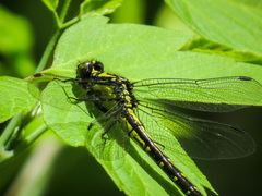 Hylogomphus adelphus