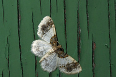 Hydrelia condensata