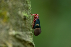 Scamandra