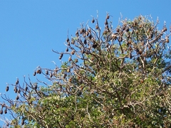 Pteropus poliocephalus
