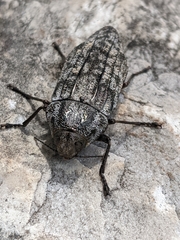 Polycesta elata
