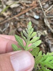 Calycomyza ambrosiae