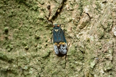 Penthicodes farinosus