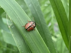 Calligrapha spiraeae