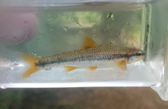 Notropis nubilus