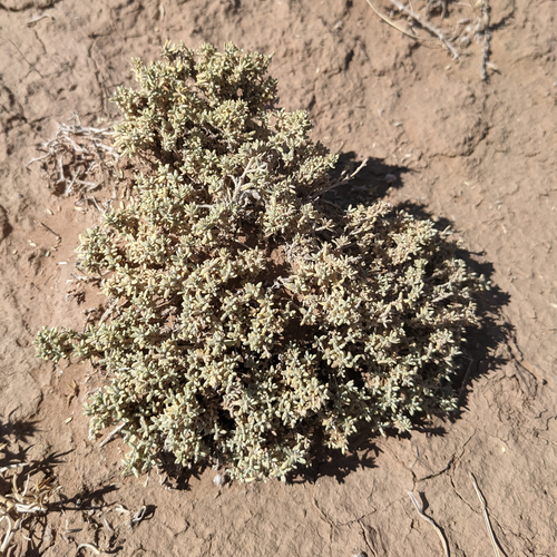 Mat saltbush (Atriplex corrugata)