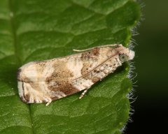 Olethreutes appendiceum