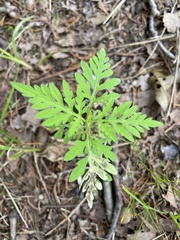 Calycomyza ambrosiae