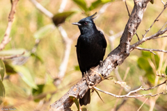 Knipolegus lophotes