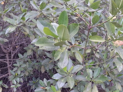 Rhizophora mucronata