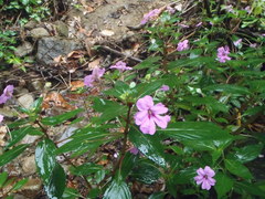 Impatiens hawkeri