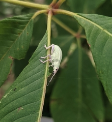 Compsus auricephalus