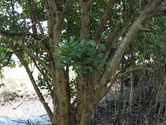 Xylocarpus granatum